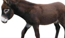 马配驴视频大全,动物界的跨界搭档秀